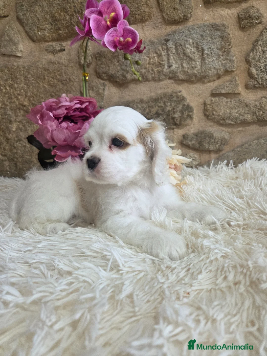 Cocker Spaniel Americano perros en venta: Cachorra cocker americano - Anuncio 11