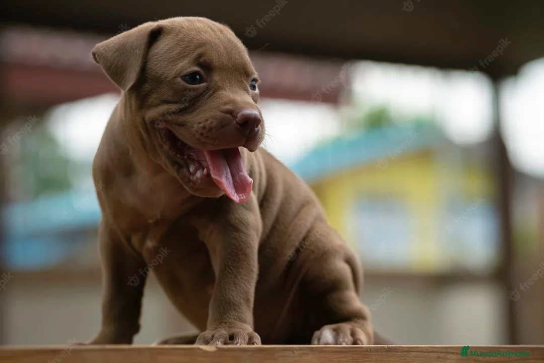 American Pit Bull Terrier perros en venta: AMERICAN PITBULL CRIADORES !! - Anuncio 5