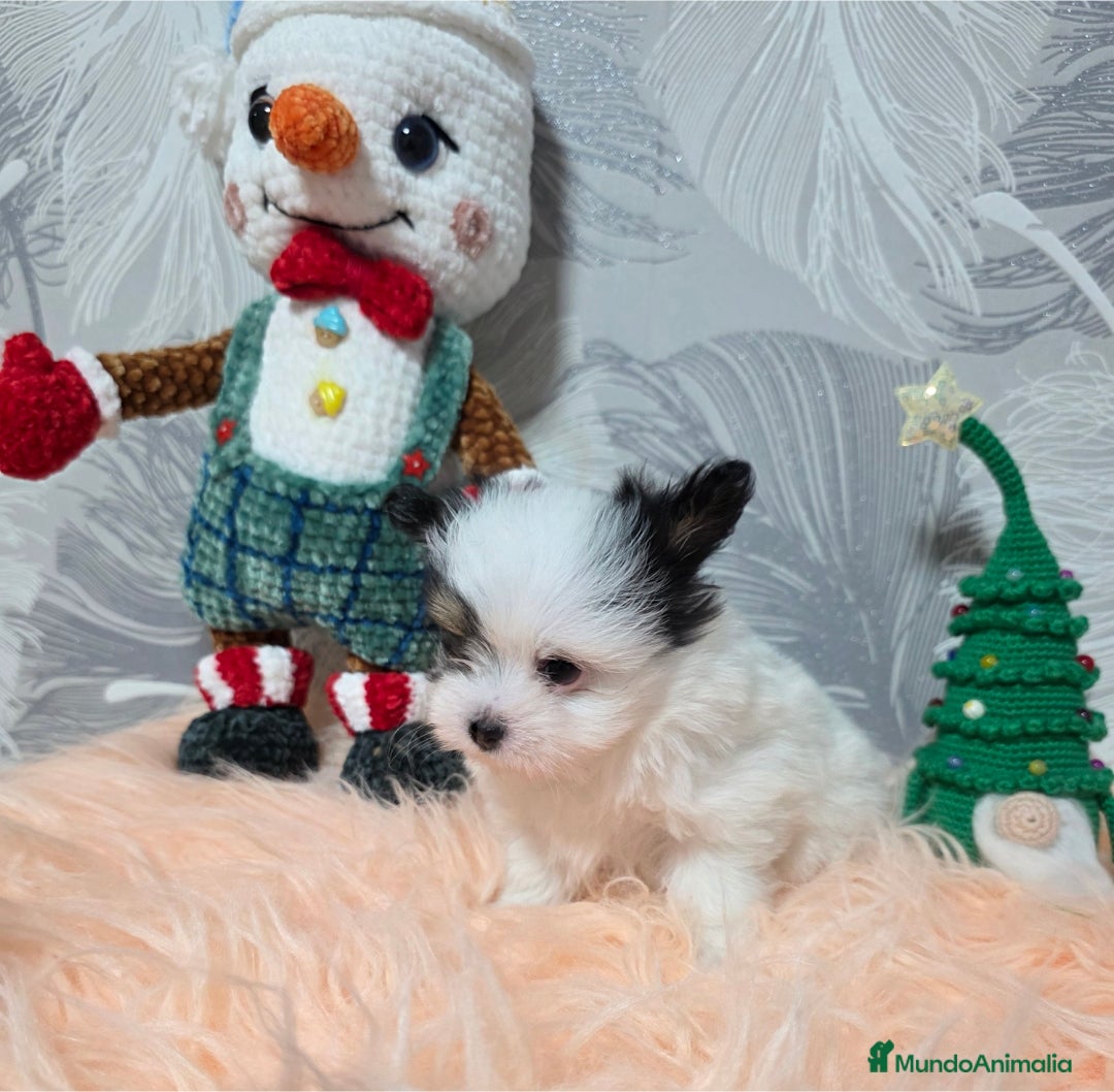 Raza Mixta perros en venta: Preciosa camada Maltipoo - Anuncio 2