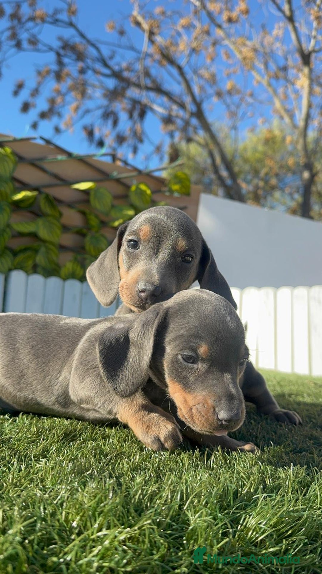 Teckel Miniatura perros en venta: TECKEL MINIATURA - Anuncio 7