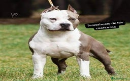 American Staffordshire-Terrier perros en venta: American Stanford  - Imagen 5