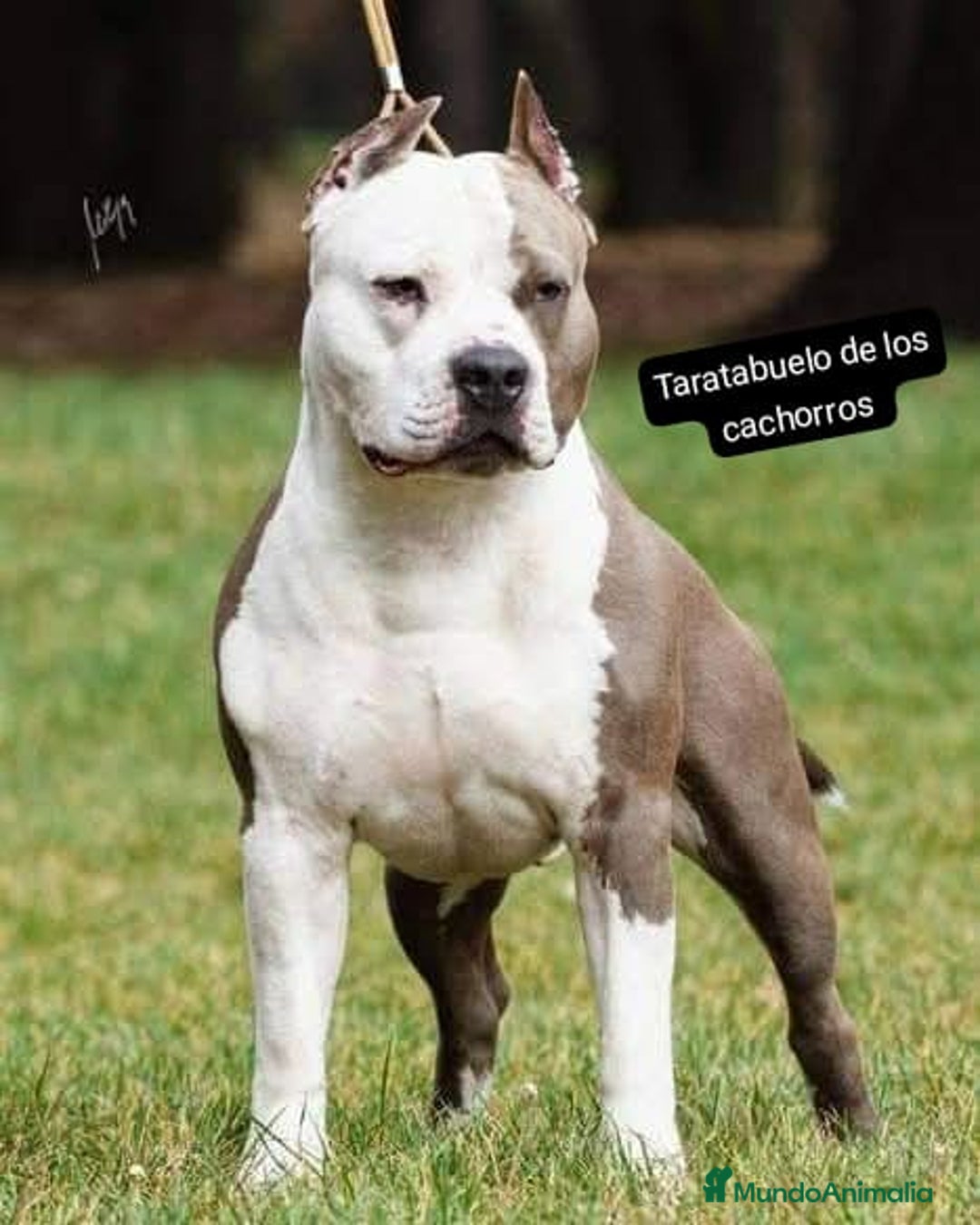 American Staffordshire-Terrier perros en venta: American Stanford  - Imagen 5