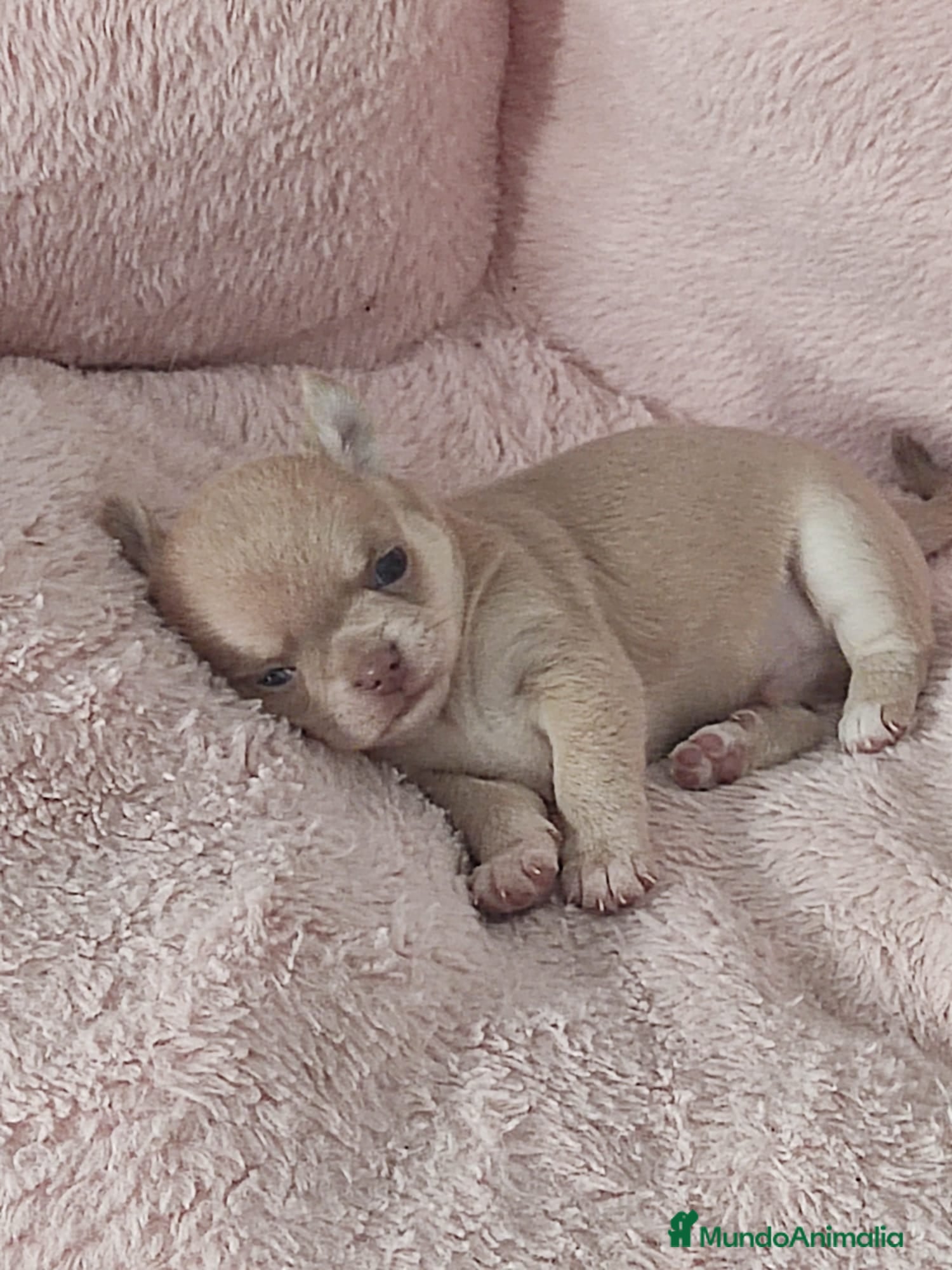 Chihuahua perros en venta: Disponible Chihuahuas Rusos Machos - Anuncio 3