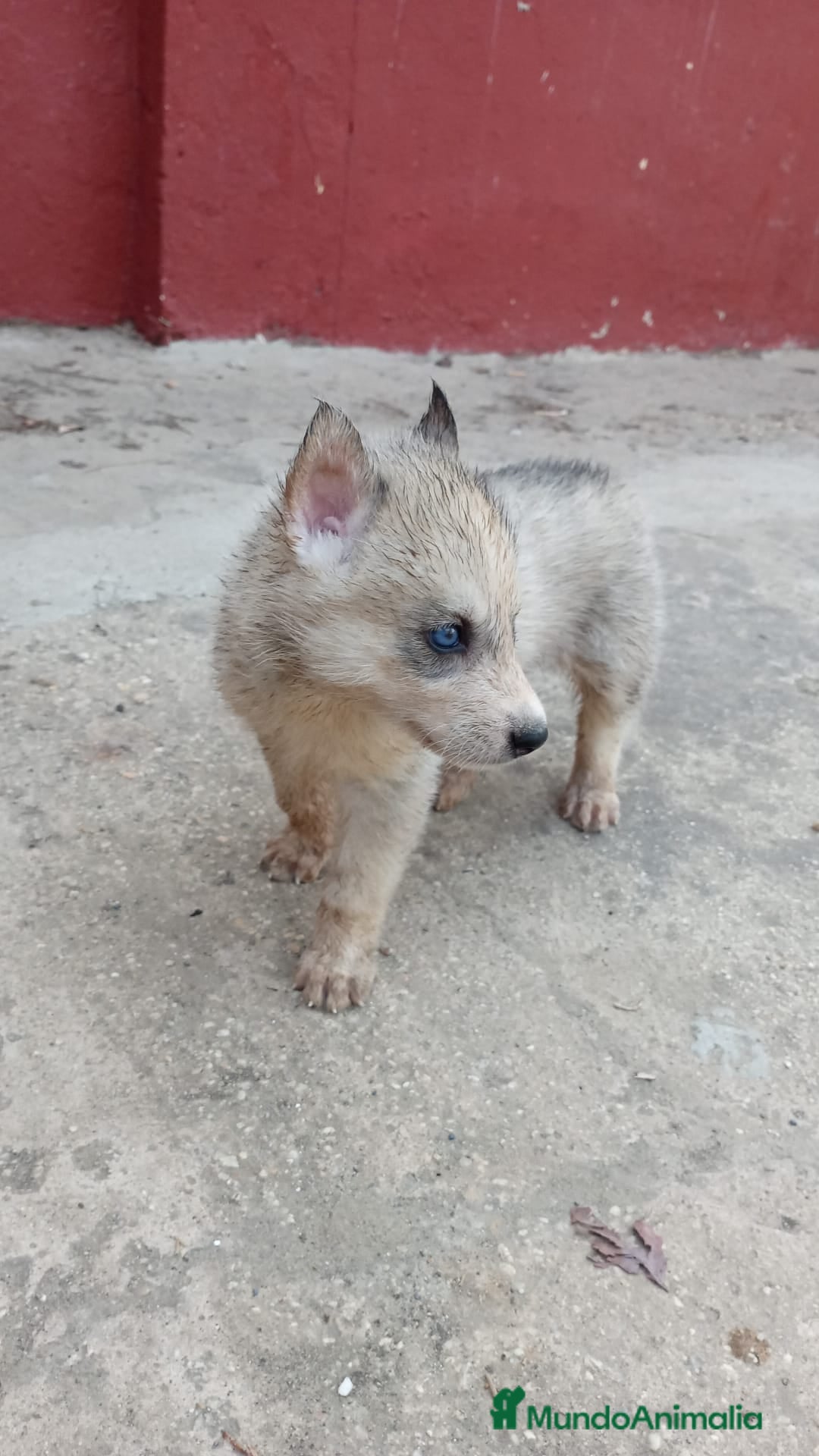 Husky Siberiano perros en venta: Husky siberiano  - Imagen 2