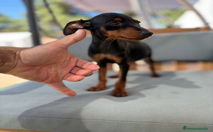 Pinscher Miniatura perros - Propaganda 16