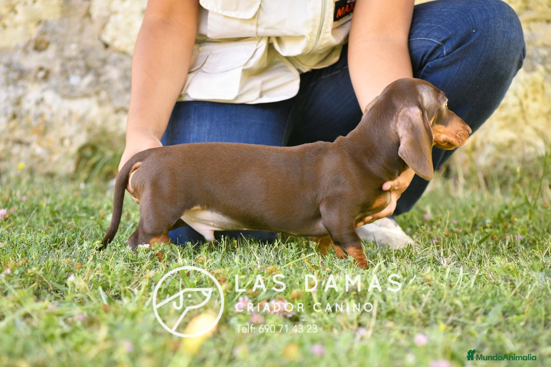 Teckel perros en venta: NO SON “PERROS SALCHICHA”. SON GUERREROS - Imagen 2