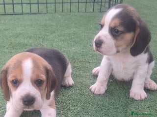 Beagle perros en Murcia - Anuncio 3