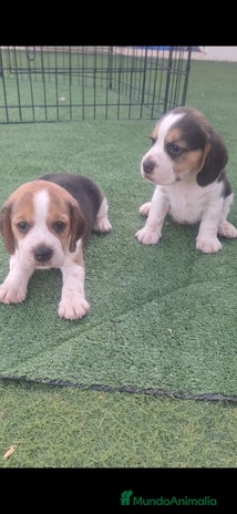 Beagle perros en Murcia - Anuncio 4