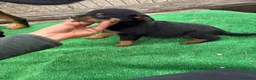 Rottweiler perros en venta: Rottweiller - Anuncio 11