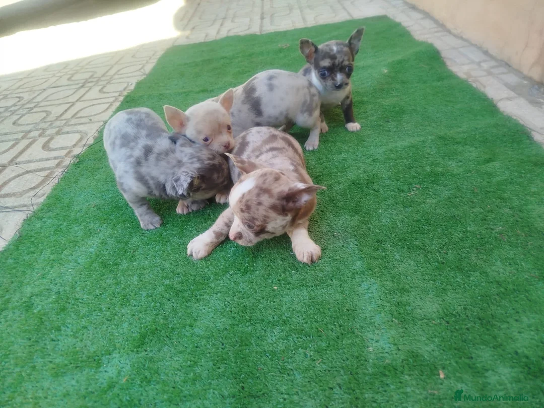 Chihuahua perros en venta: Especatacules chihuahuas exóticos  en Sevilla - Anuncio 5