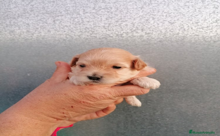 Maltipoo perros Maltipoo  - Anuncio 1