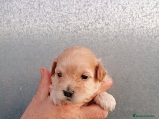Maltipoo perros Maltipoo - Anuncio 1