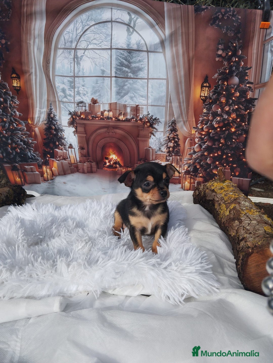 Chihuahua perros en venta: CHIHUAHUAS toy cabeza de manzana - Anuncio 1