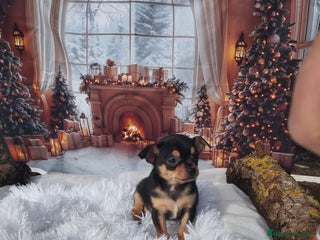 Chihuahua perros CHIHUAHUAS toy cabeza de manzana - Anuncio 18