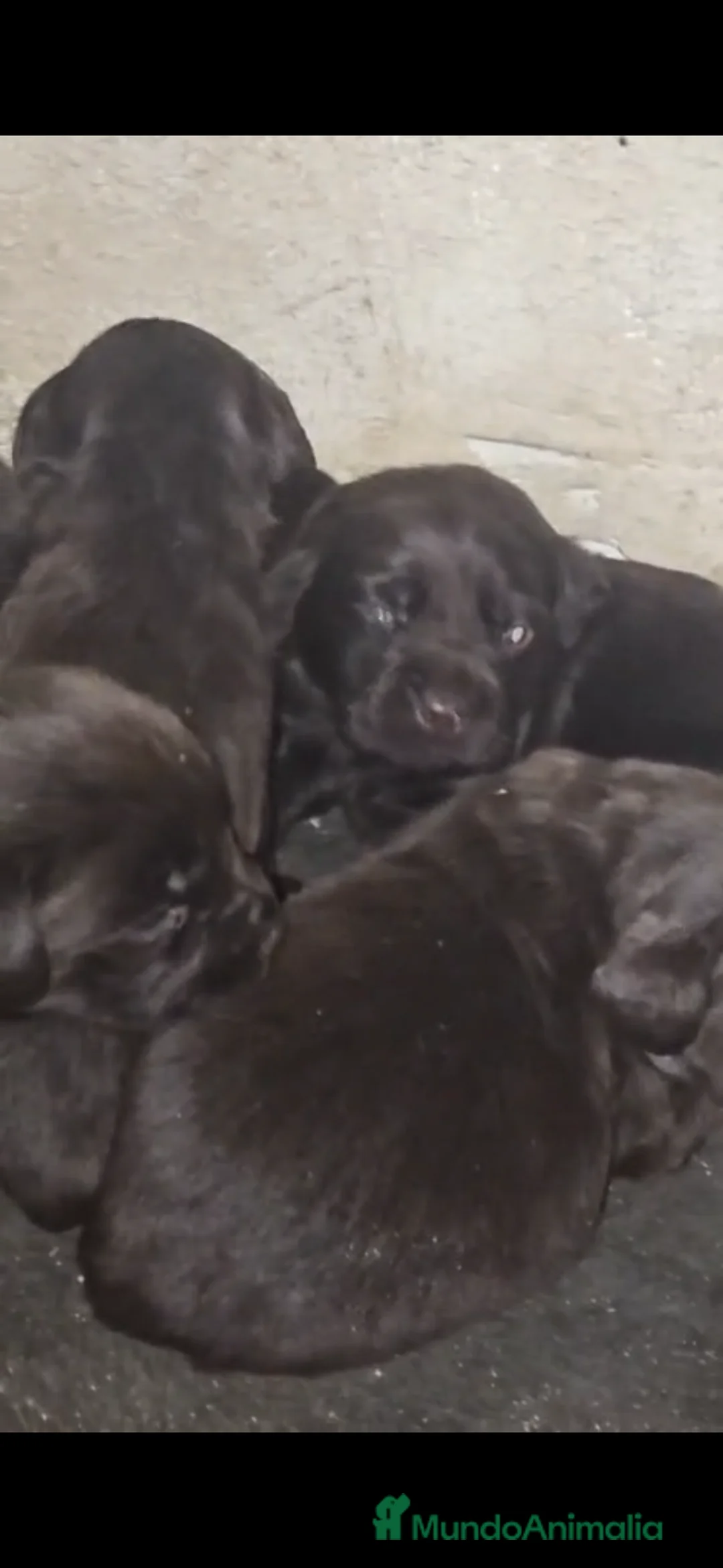 Labrador Retriever perros en venta: Camada de labradores retriever chocolate - Anuncio 1