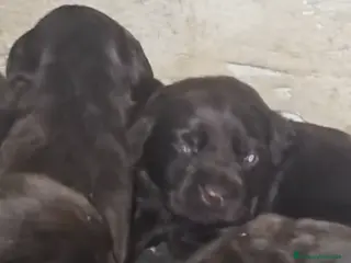 Labrador Retriever perros Camada de labradores retriever chocolate - Anuncio 1