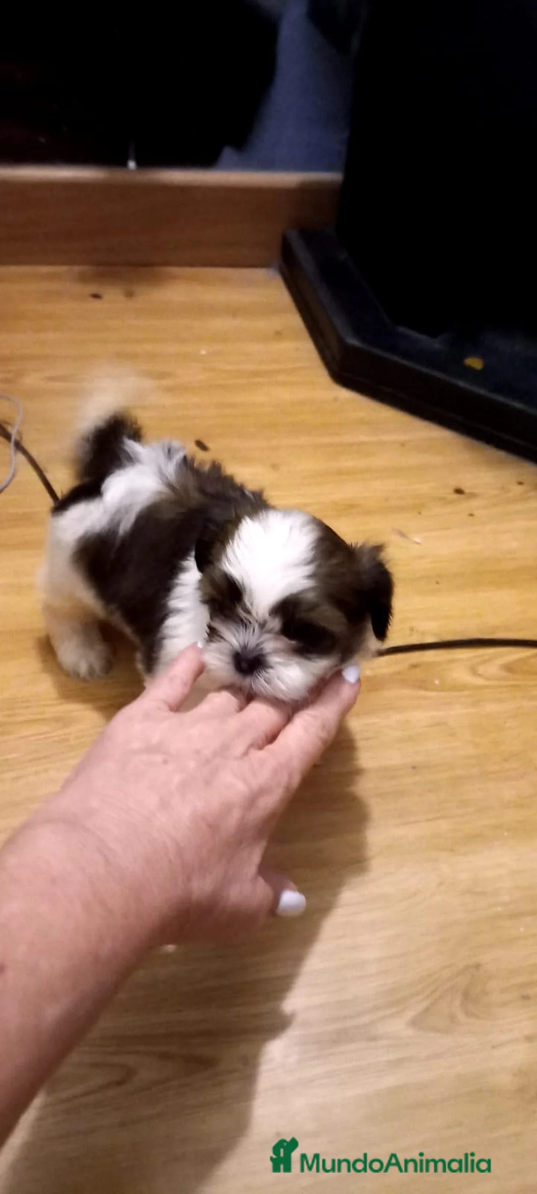 Shih Tzu perros en venta: SHIH TZU EXCLUSIVOS - Anuncio 2