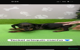 Teckel Miniatura perros en venta: Teckel kanintchen macho arlequin - Imagen 1