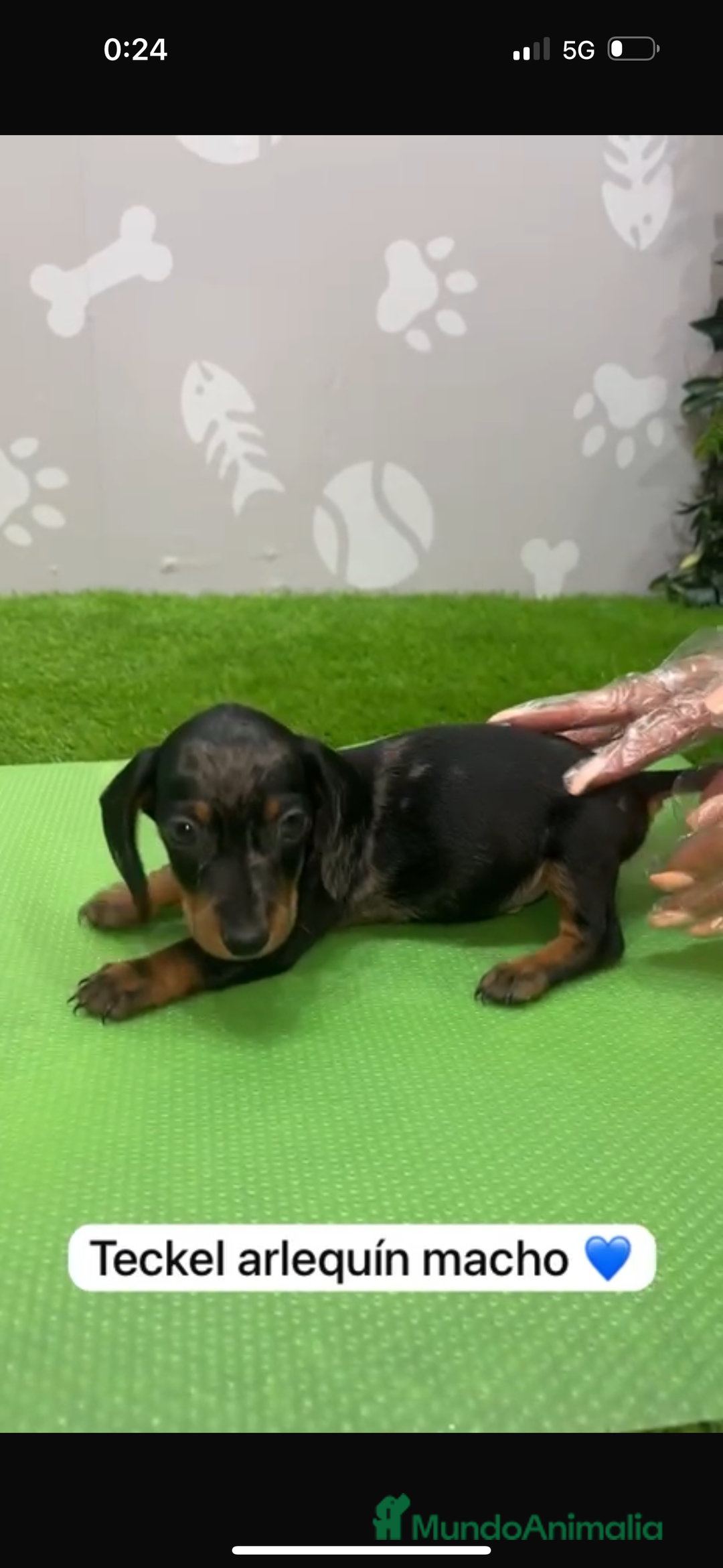 Teckel Miniatura perros en venta: Teckel kanintchen macho arlequin - Imagen 1