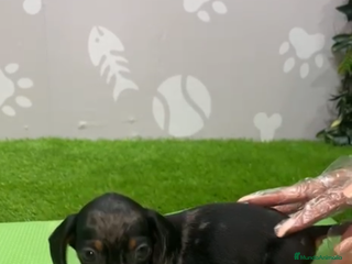 Teckel Miniatura perros Teckel kanintchen macho arlequin - Anuncio 22