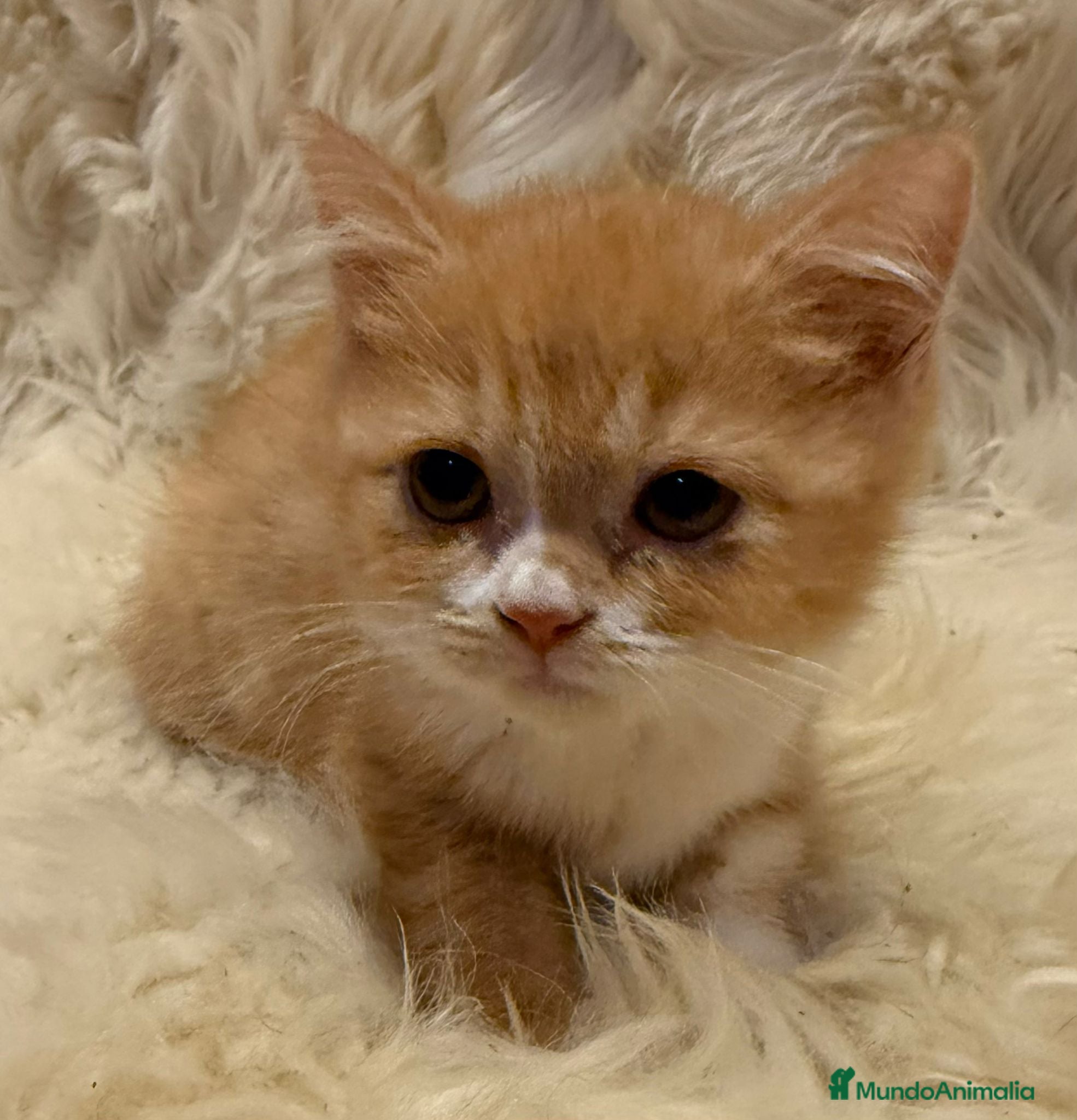 Británico de Pelo Corto gatos Hembra British Bicolor - Anuncio 2