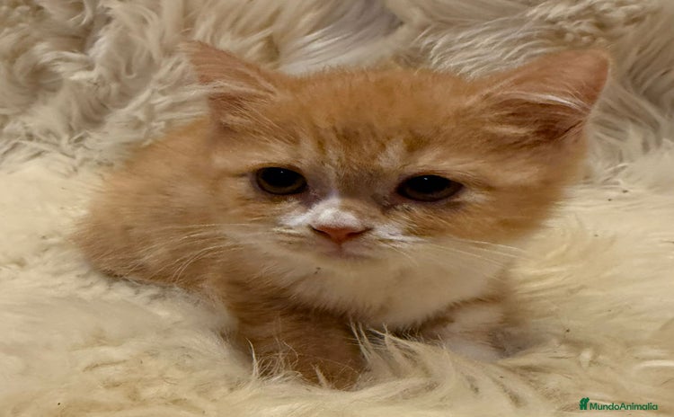 Británico de Pelo Corto gatos - Anuncio 1