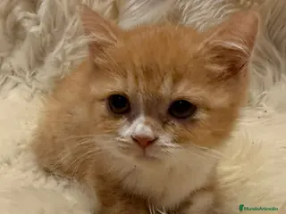 Británico de Pelo Corto gatos Hembra British Bicolor - Anuncio 17