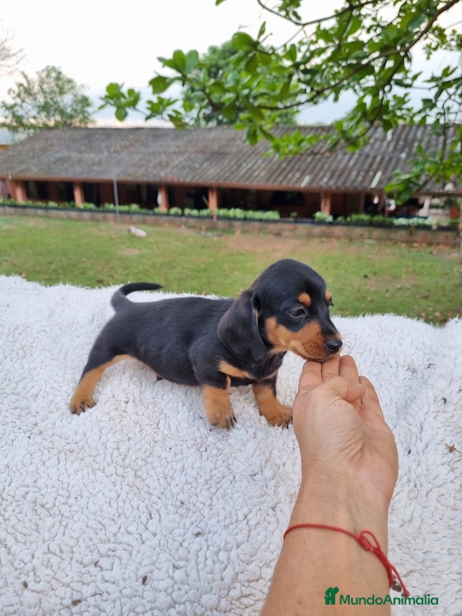 Teckel Miniatura perros TECKEL MINI CACHORROS  - Anuncio 1