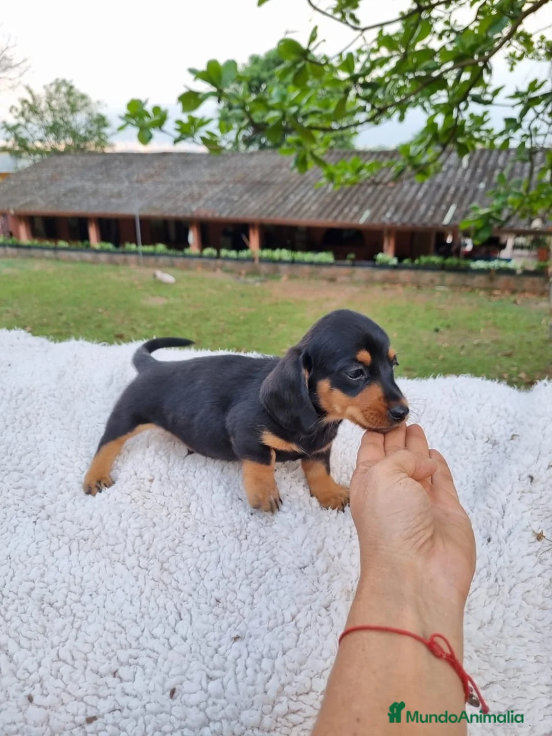Teckel Miniatura perros en venta: TECKEL MINI CACHORROS  - Anuncio 1