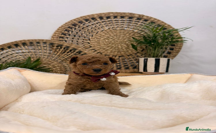 Caniche Toy perros Caniches toy  - Anuncio 1