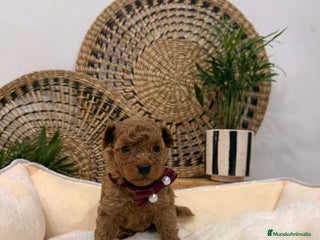 Caniche Toy perros Caniches toy - Anuncio 1