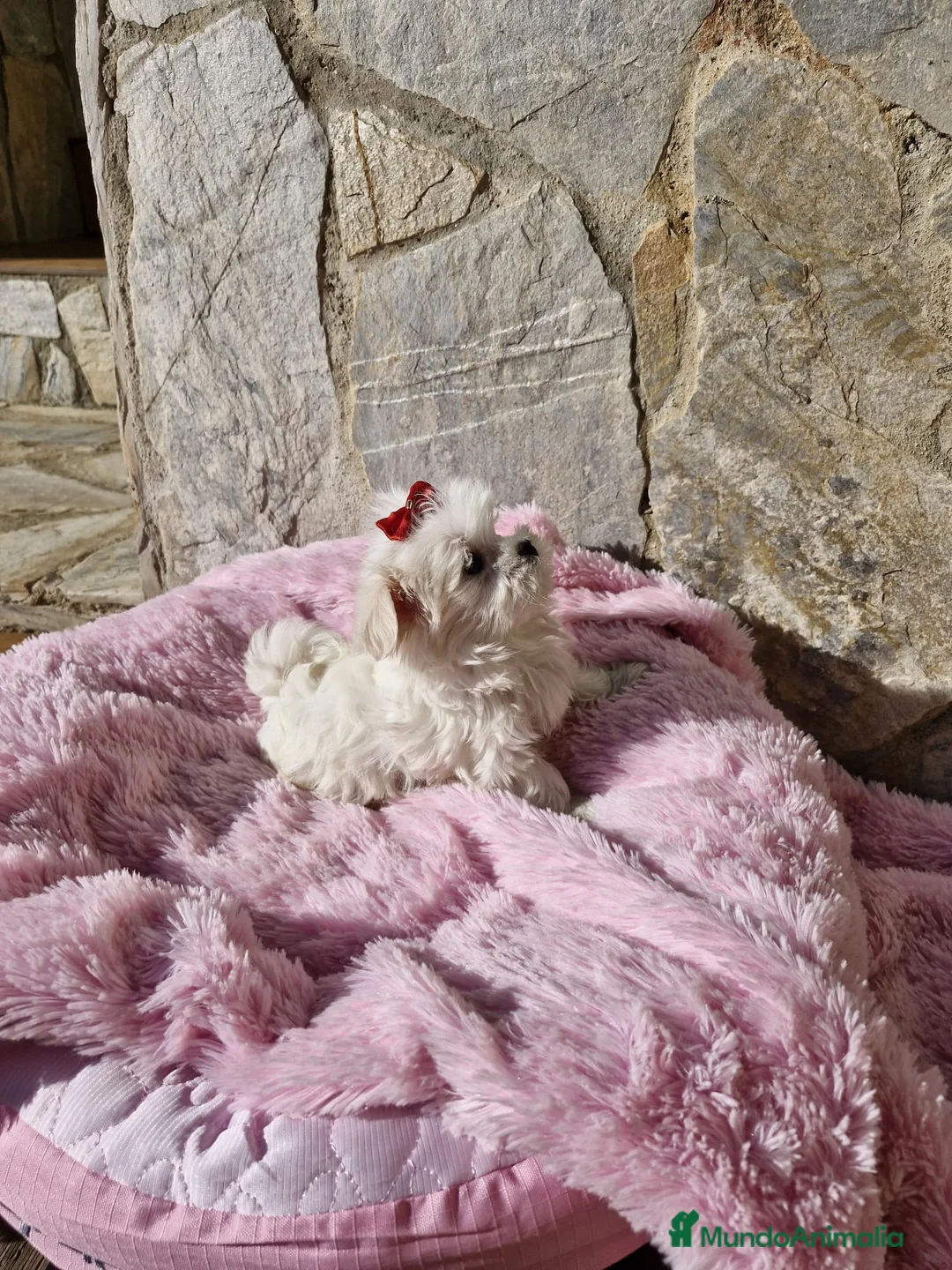 Bichón Maltés perros en venta: Bichón Maltés  en Barcelona - Anuncio 7