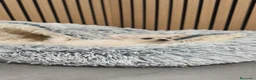Chihuahua perros en venta: Chihuahua Toy Blanco Perla pelo largo  - Anuncio 8