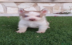 Husky Siberiano perros en venta: Encantadores cachorros Husky Siberiano  - Imagen 9