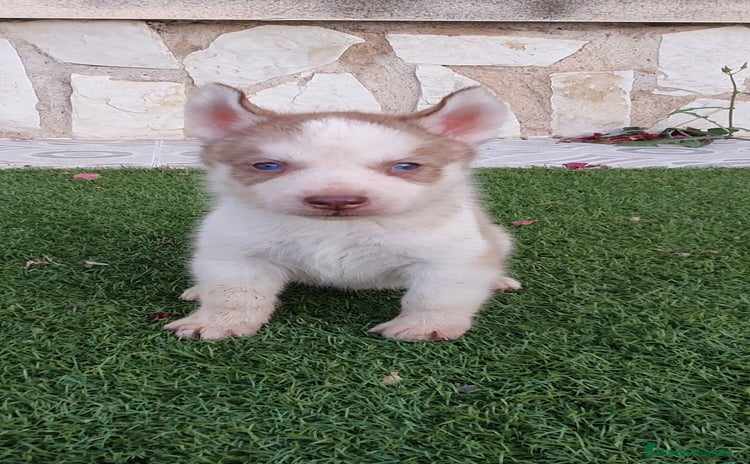 Husky Siberiano perros - Anuncio 3