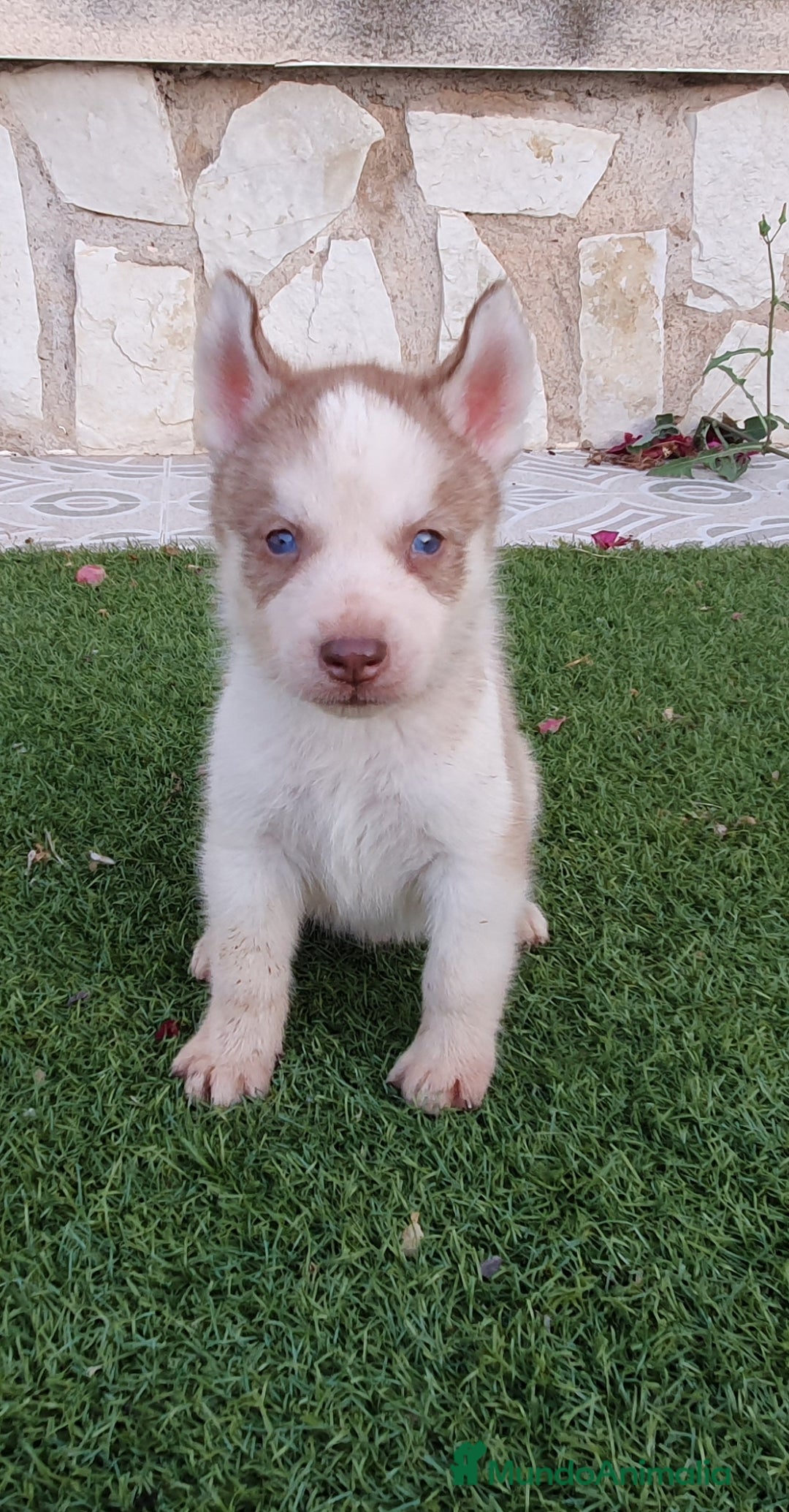 Husky Siberiano perros en venta: Encantadores cachorros Husky Siberiano  - Imagen 9
