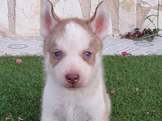Husky Siberiano perros - Anuncio 1
