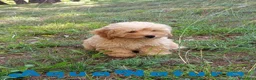 Havapoo perros en venta: Havapoo Macho de Leo y Can 1877 - Anuncio 5