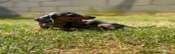 Teckel Miniatura perros en venta: Disponible Teckels Hembra de Calidad  - Anuncio 6