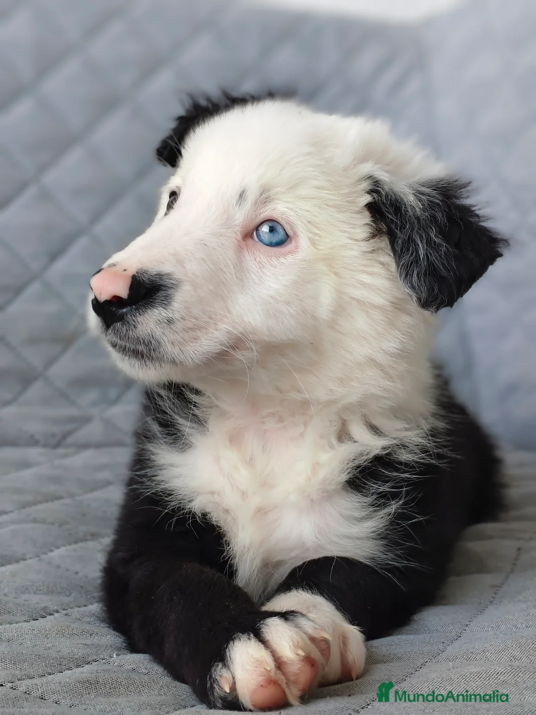 Border Collie perros en venta: BORDER COLLIES - Anuncio 4