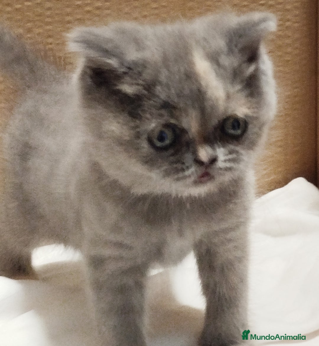 Británico de Pelo Corto gatos en venta: British Shorthair - Imagen 6