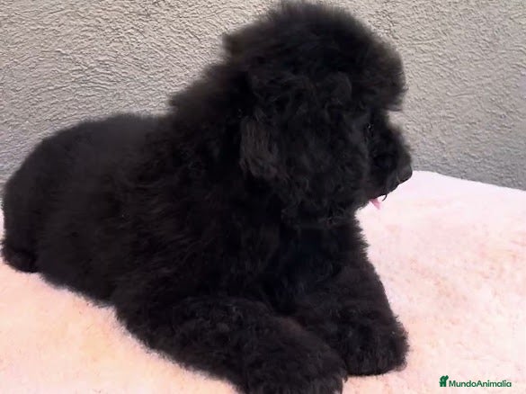Caniche Enano perros Caniche negro enano  - Anuncio 1
