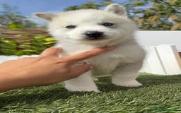 Husky Siberiano perros en venta: HUSKY - Imagen 12