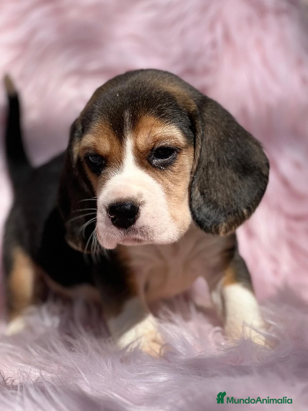 Beagle perros en venta: Beagle en Barcelona - Anuncio 5