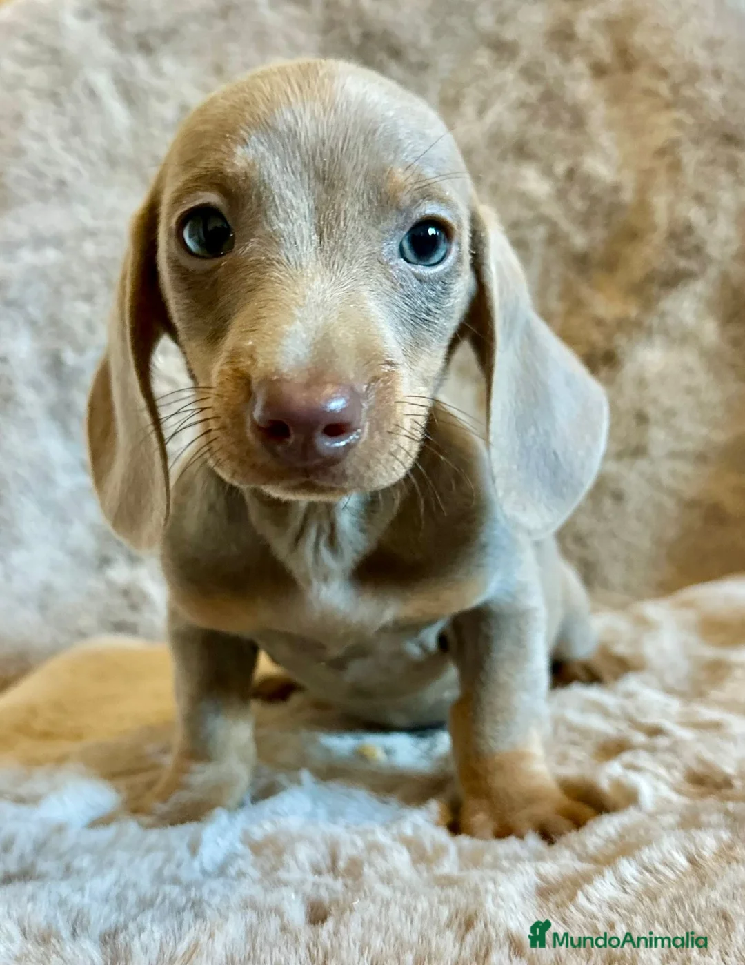 Teckel Miniatura perros en venta: TECKEL ISABELLA MERLE OJOS AZULES - Anuncio 3