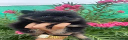 Pomerania perros en venta: Cachorra pomerania  - Anuncio 6