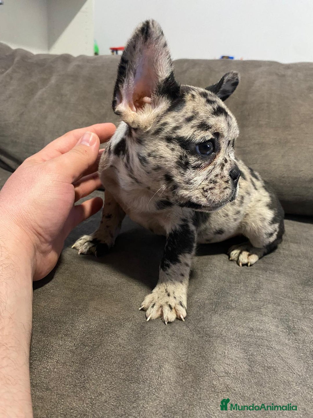 Bulldog Francés perros en venta: Bulldog francés exótico último!! - Anuncio 11