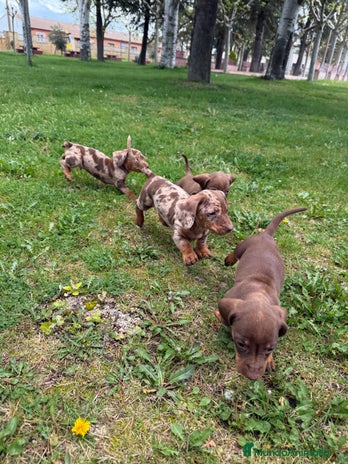 Teckel perros en Salamanca - Anuncio 16