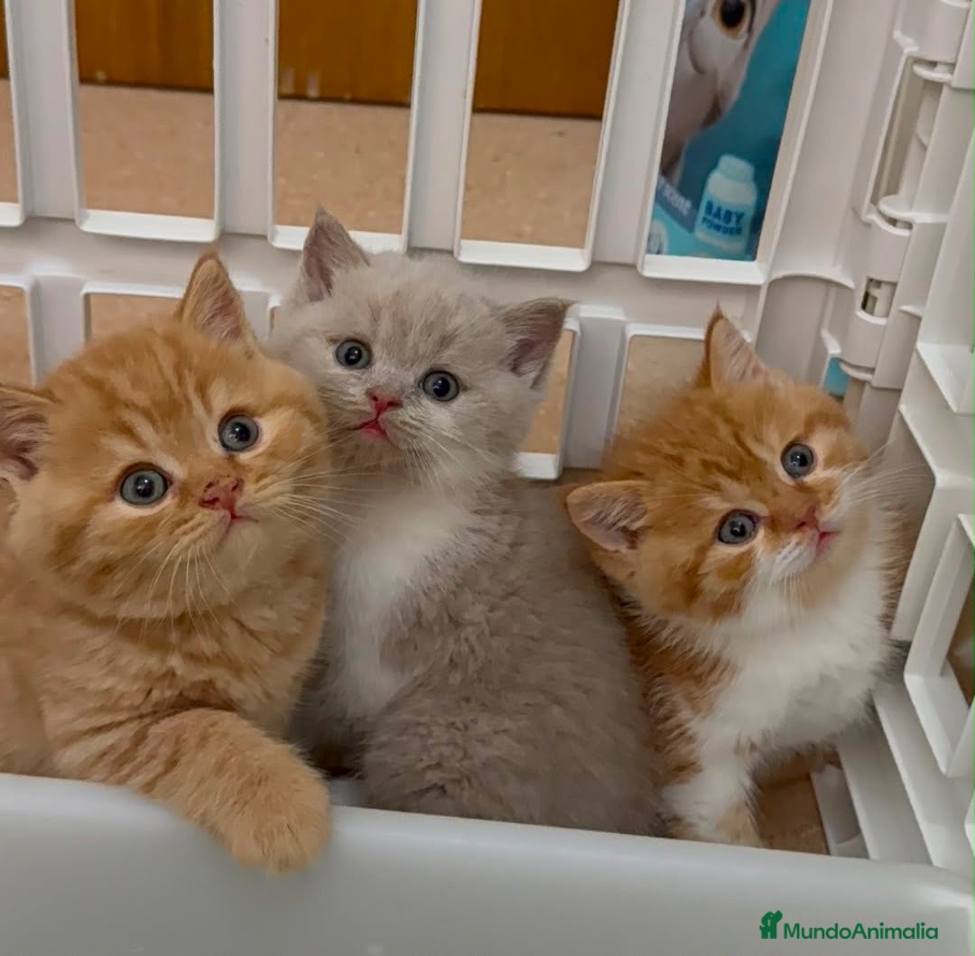 Británico de Pelo Corto gatos en venta: Gatitos British Shorthair con Pedigrí - Anuncio 2