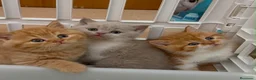 Británico de Pelo Corto gatos en venta: Gatitos British Shorthair con Pedigrí - Anuncio 1